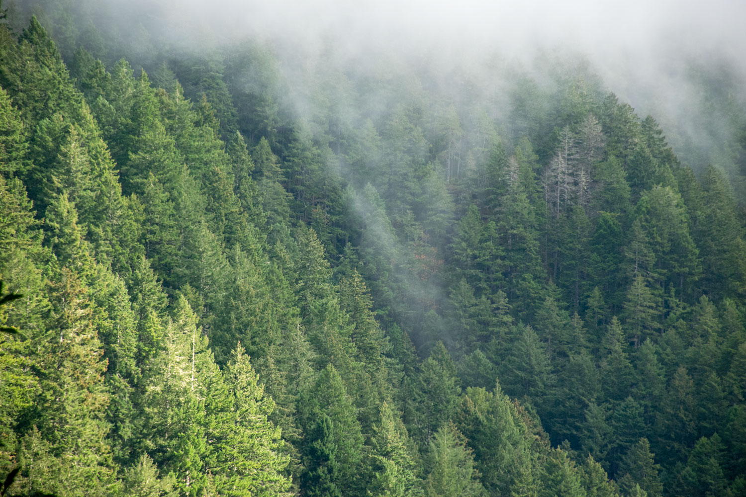 Oregon Coast Wilderness