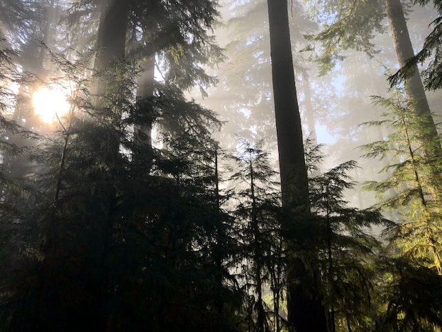 foggy sun in the forest