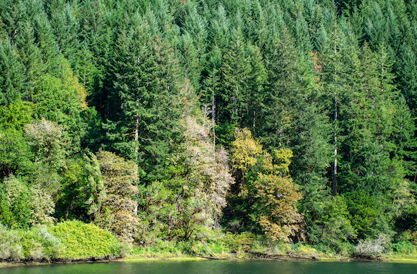 trees and river in the Rogue River Wilderness