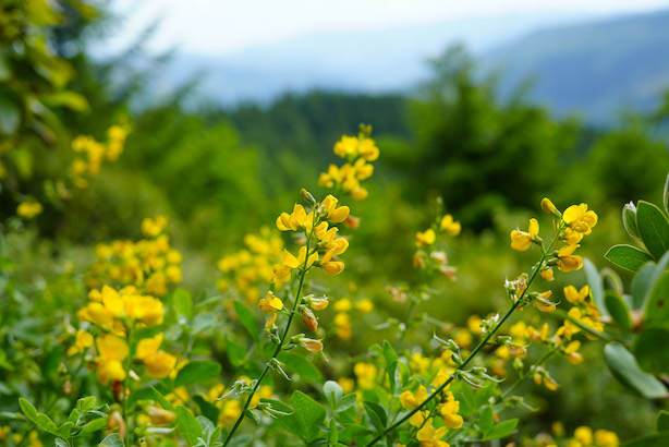 yellow flowers in the Rogue River Wilderness