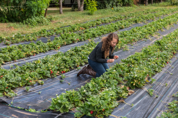 person harvests strawberries