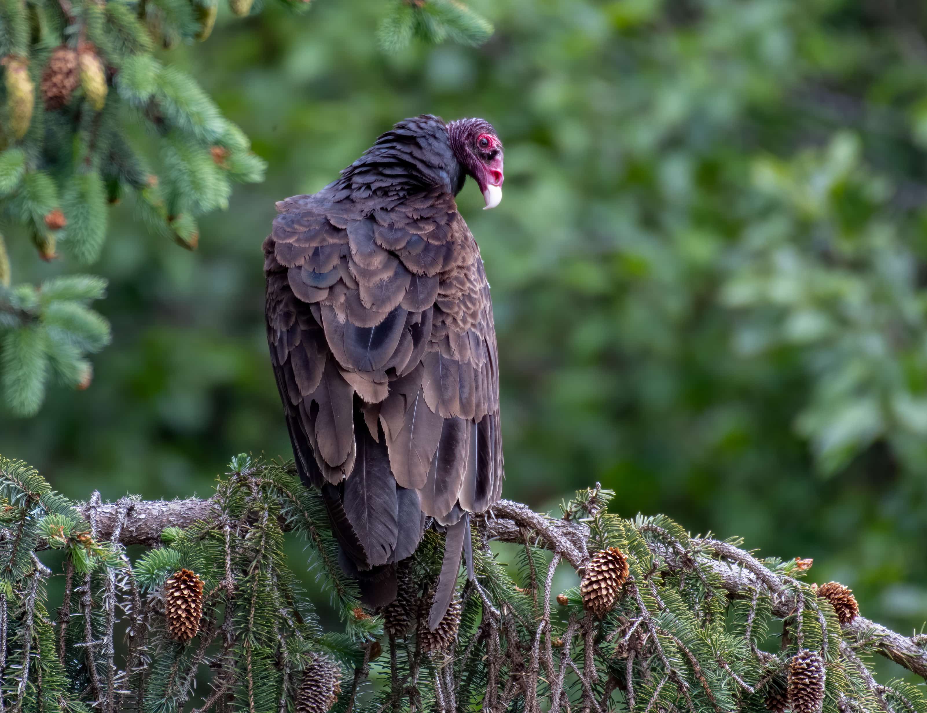 vulture perched in tree