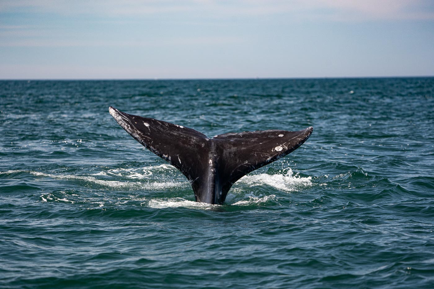Whale Tail.Urdahl.jpg