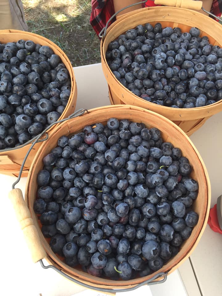 Blueberry Picking on the North Shore