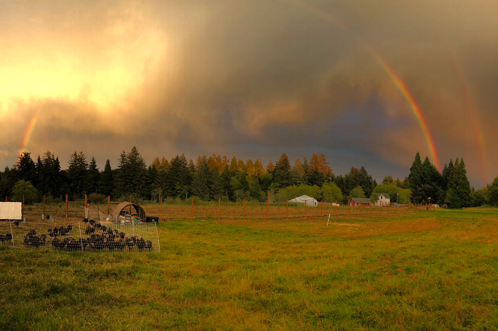 small farm with cows in the pasture and a rainbow in the cloudy sky