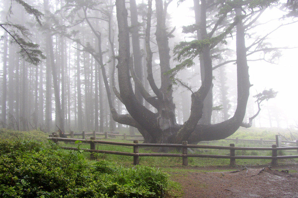 Octopus Tree - Heritage Tree.jpg