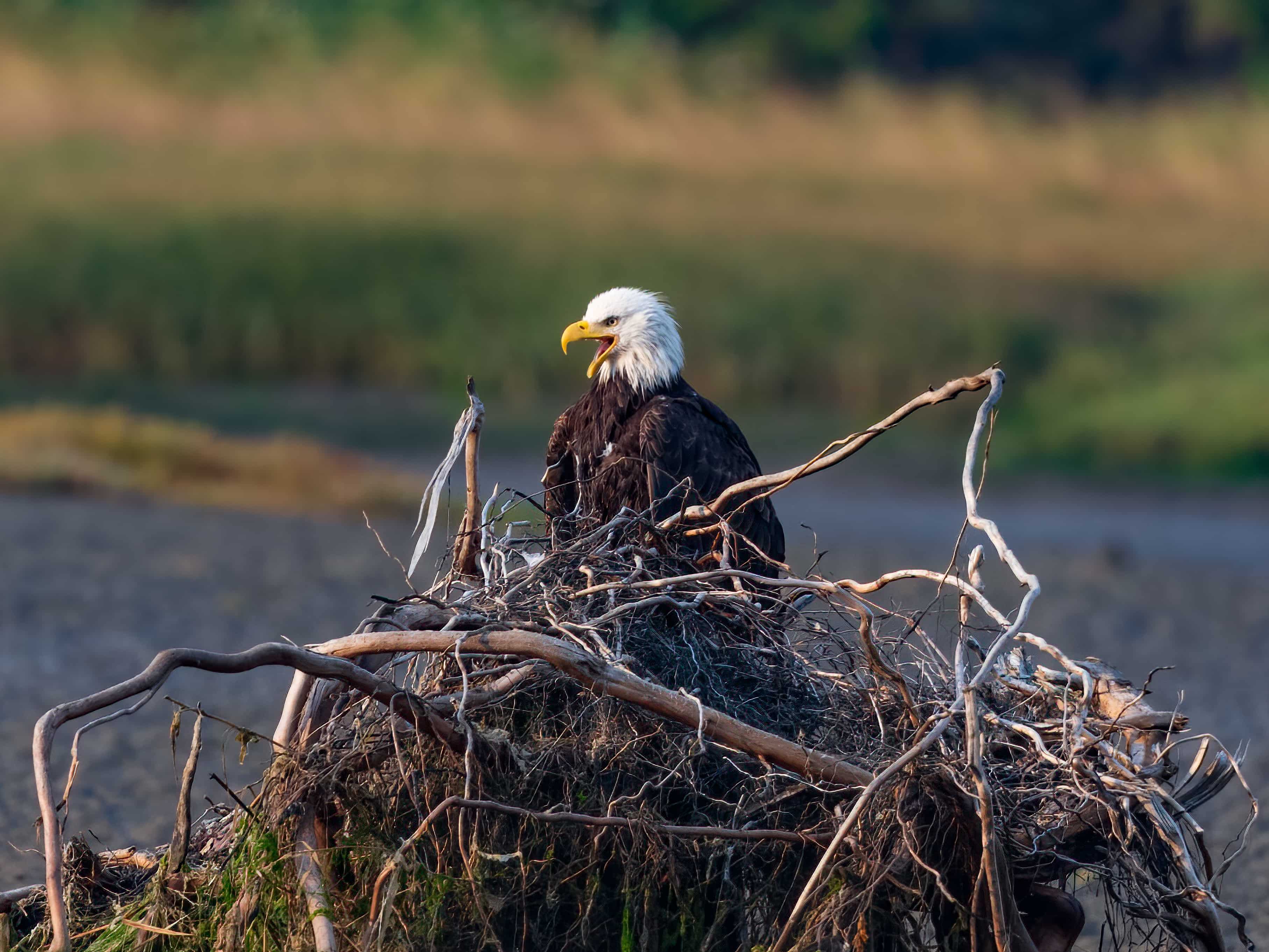 bald eagle perched on roots