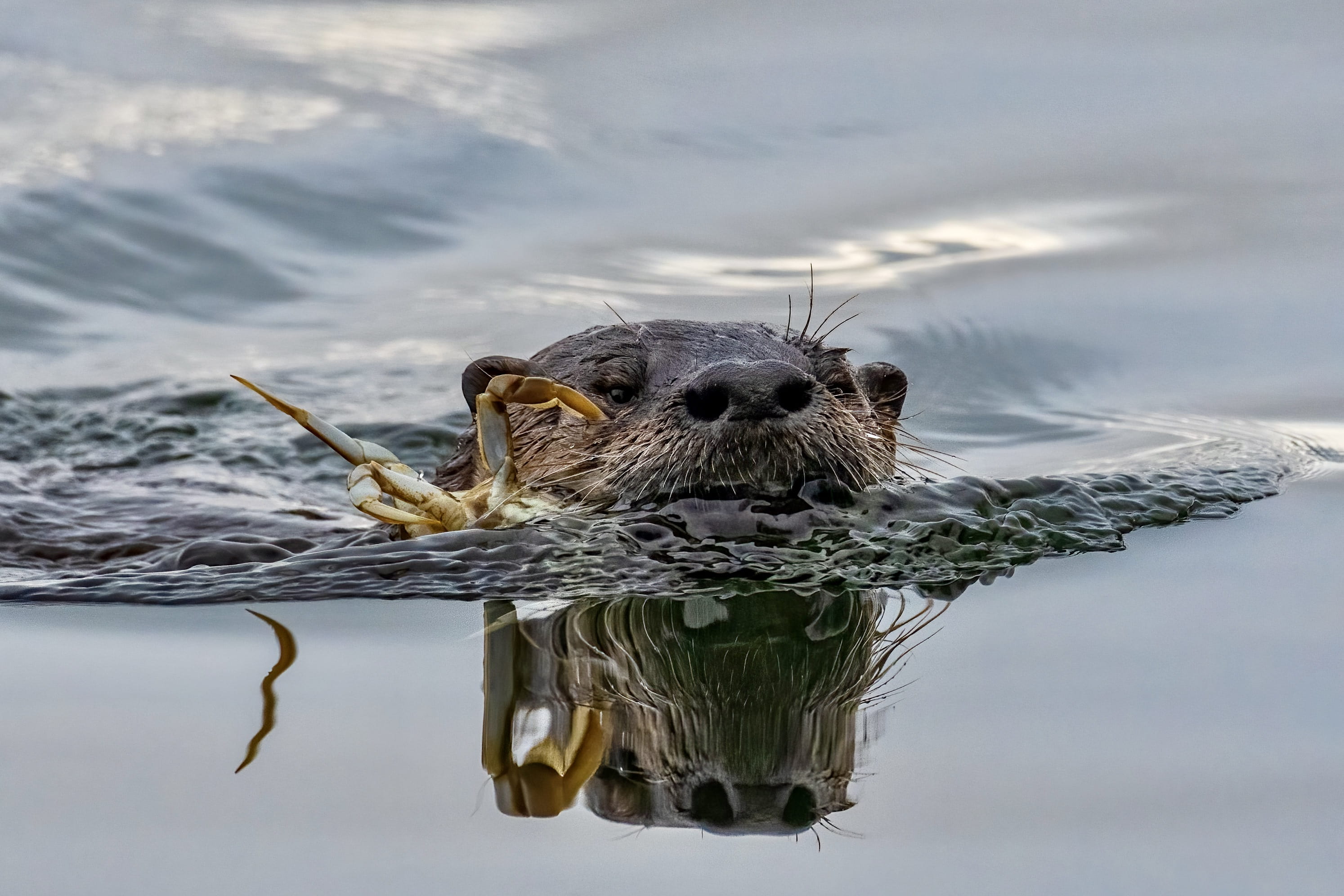 river otter swimming with caught crab