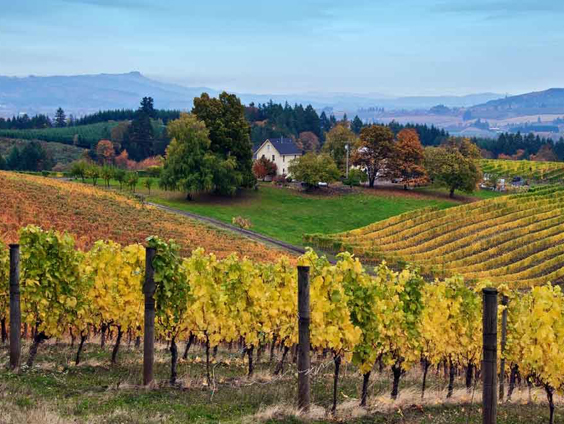 A vineyard in autumn.