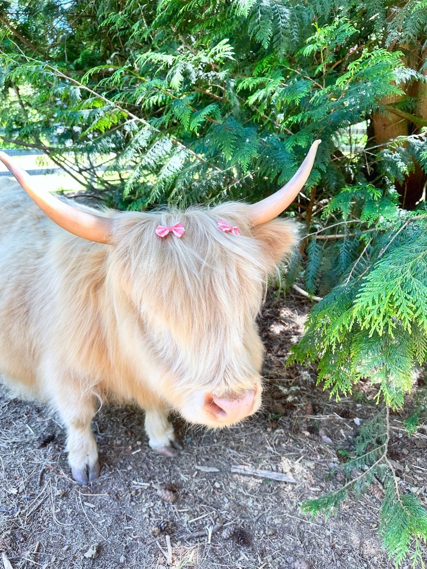 Highland Cow posing with ribbons