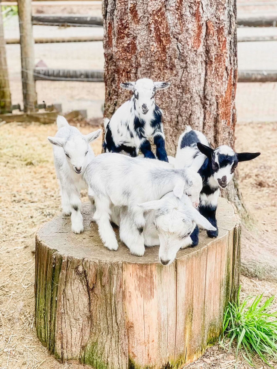 Baby goats playing on a log