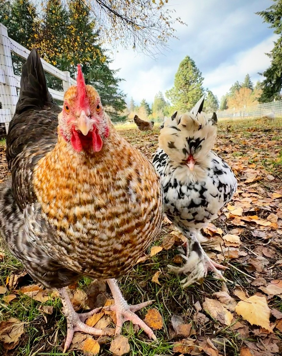 Farm chickens staring into the camera