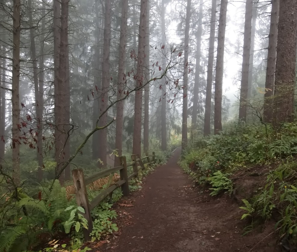 Misty forest path at Hoyt Arboretum