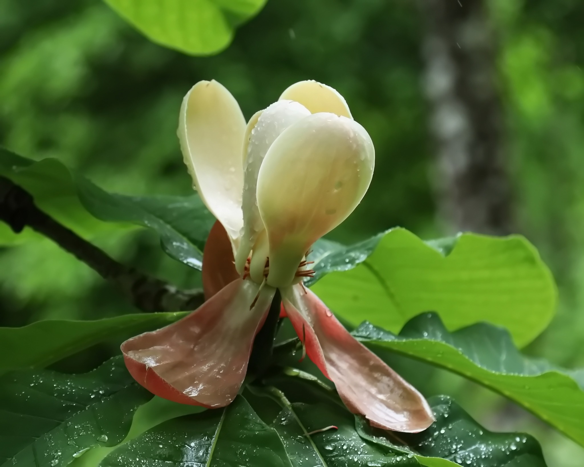 Close up of a magnolia flower