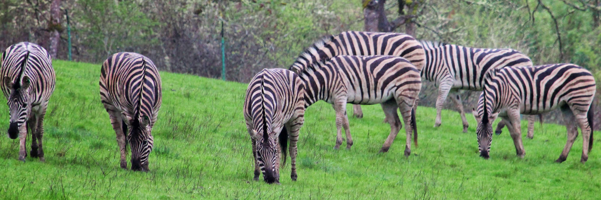 A dazzle of zebras grazing