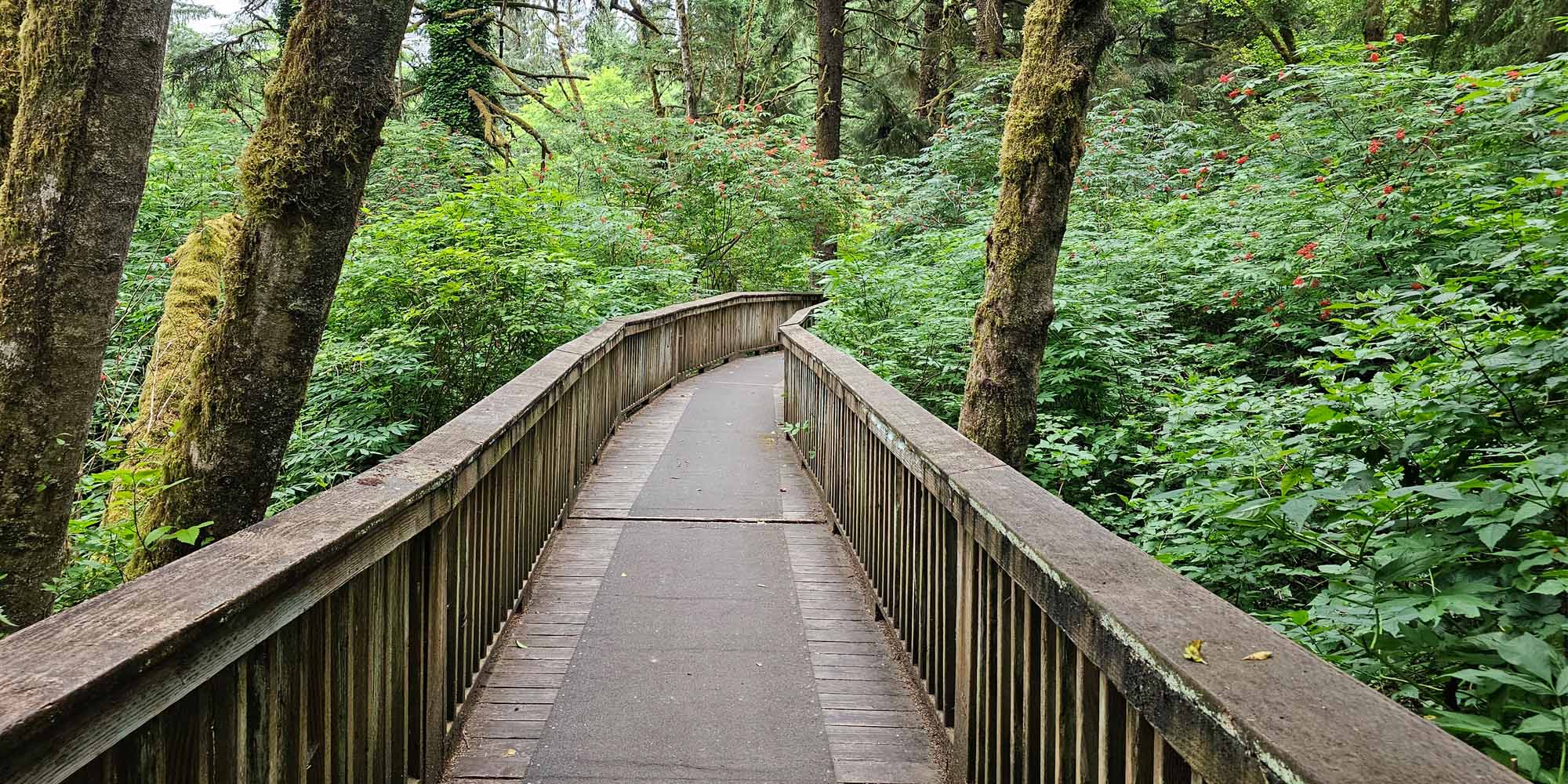 An wooden footbridge through the trees.