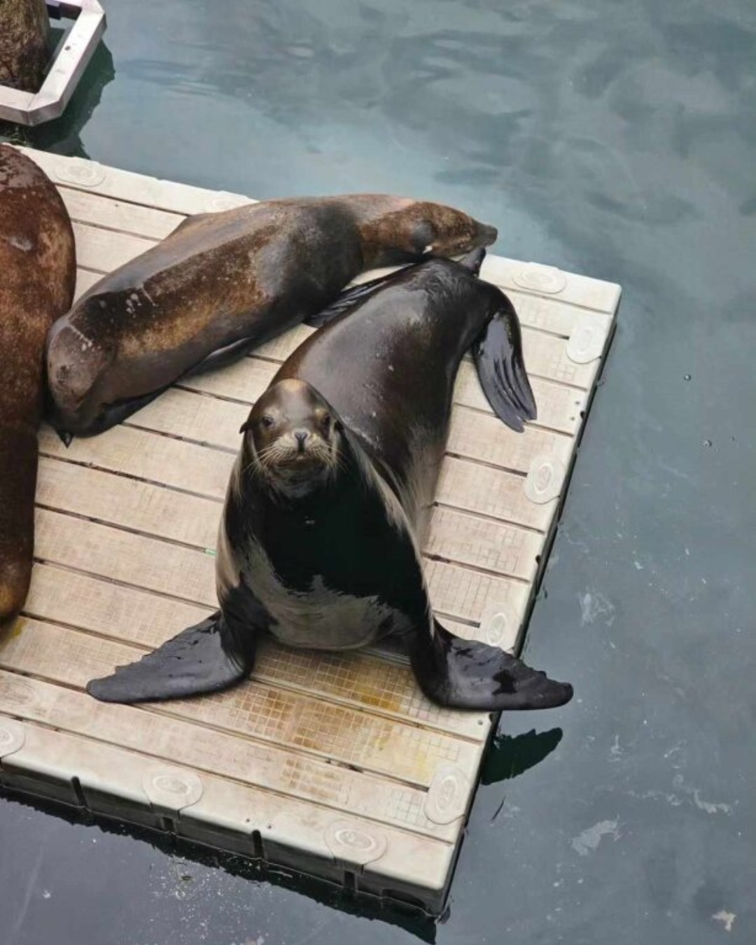 A sea lion pup gazes up at an onlooker