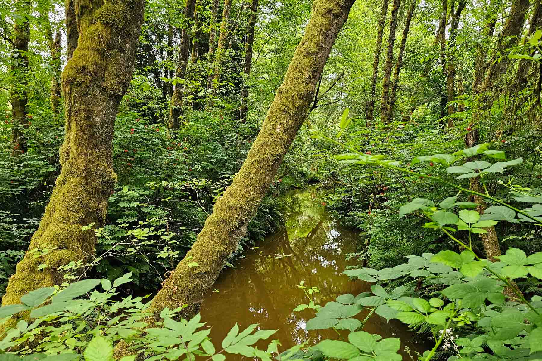 Lush, mossy Sitka spruce forest view.