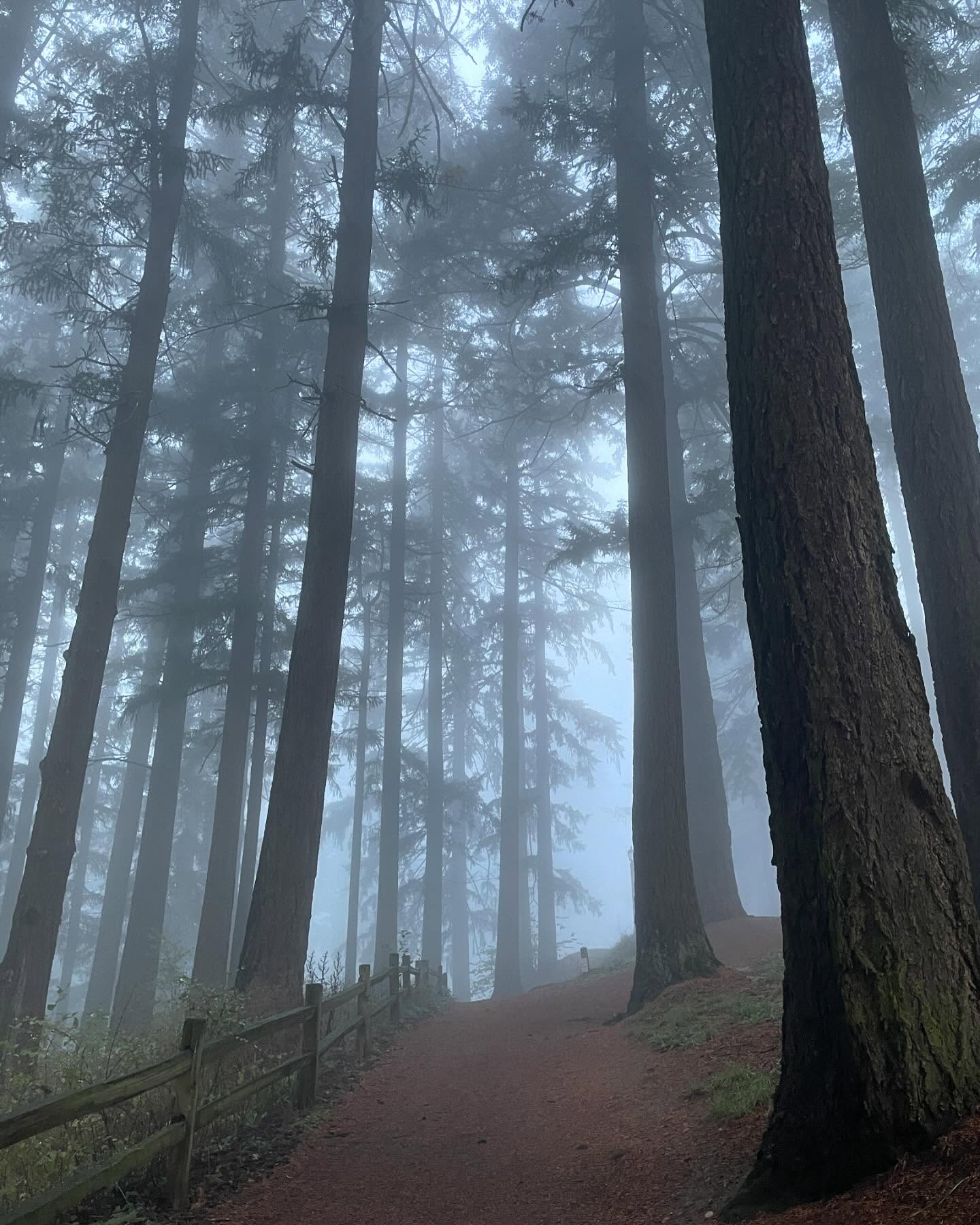 A fog covered path through the trees at Mt. Tabors