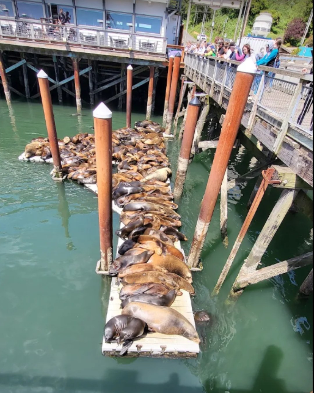 Sea lions lounging on the docks in Newport