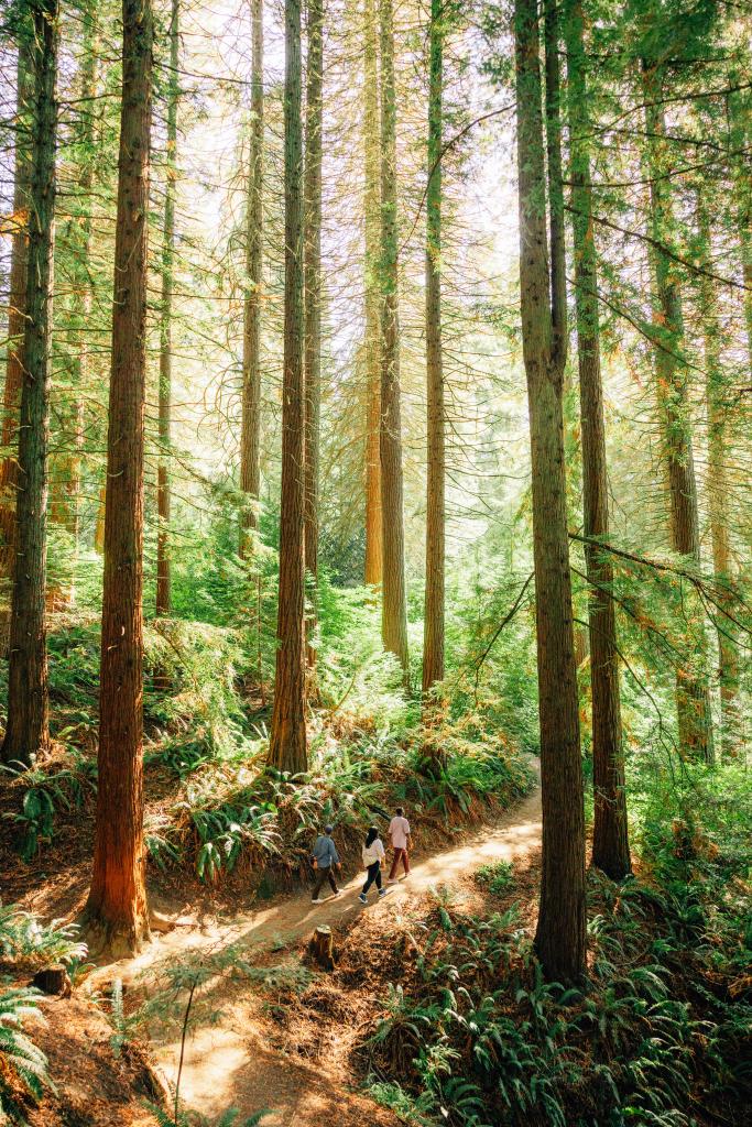 Hiking into the forest canopy at Forest Park