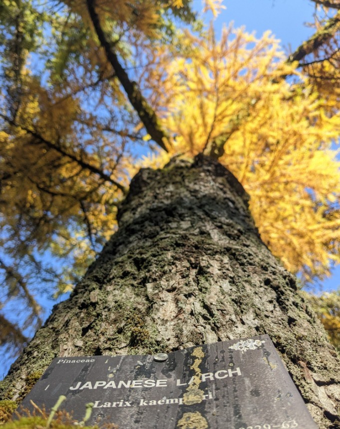Close  up of a Japanese Larch