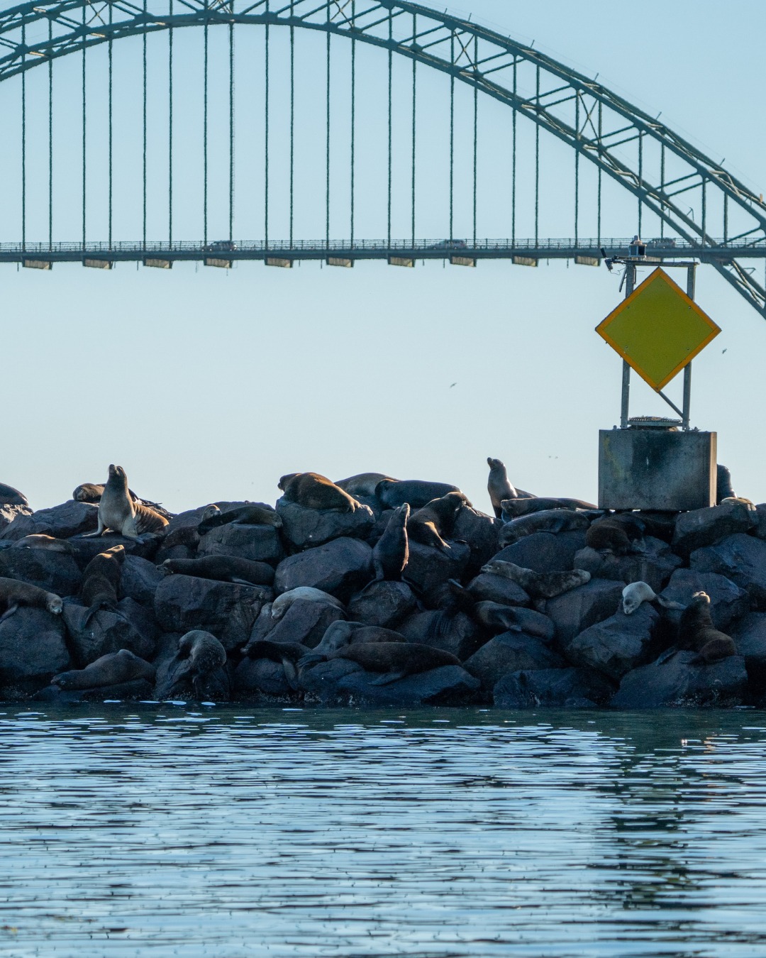 Sea lions lounging on the rocks with Yaquina Bay Bridge in the background