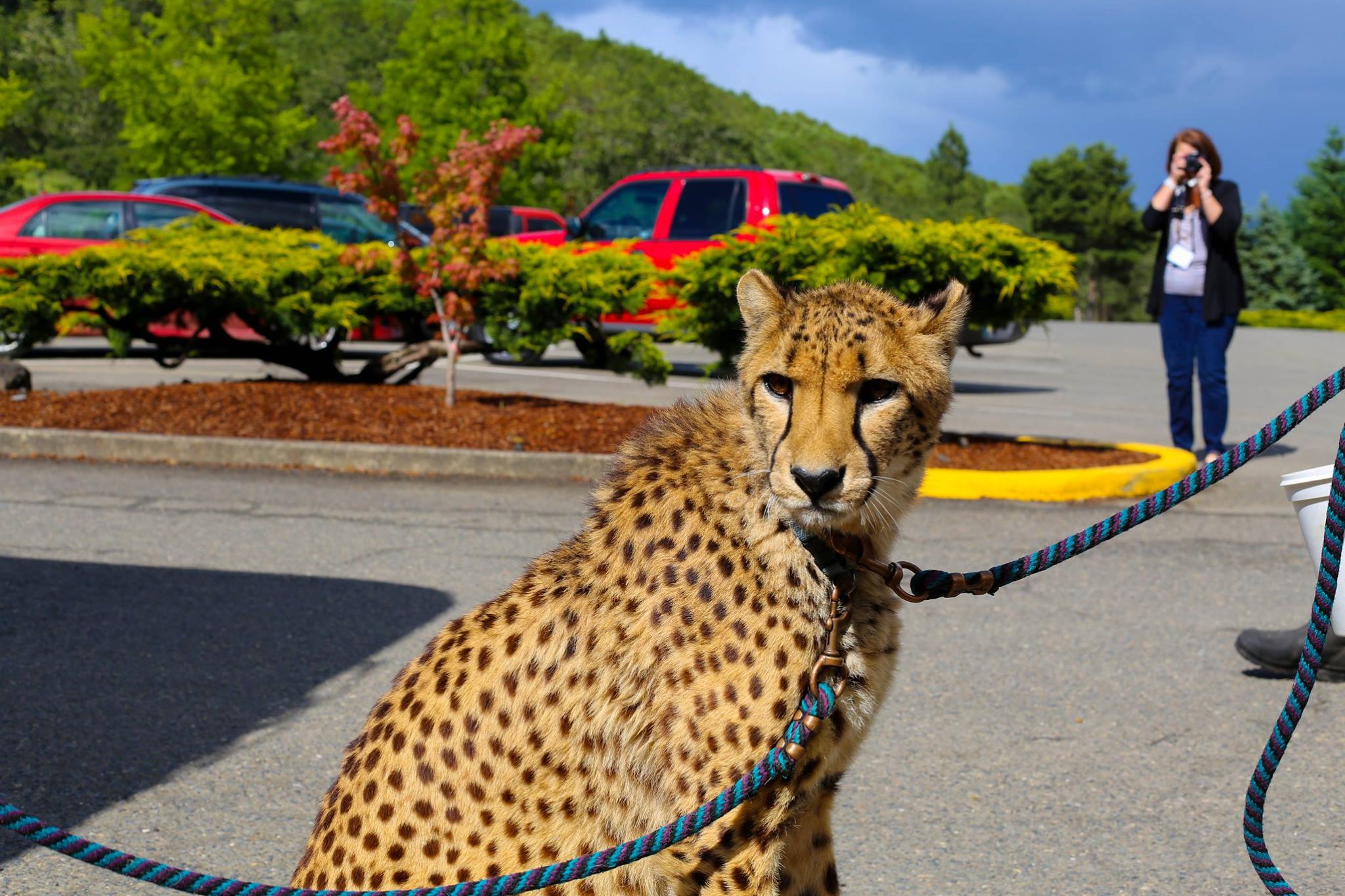 A cheetah look at the camera.