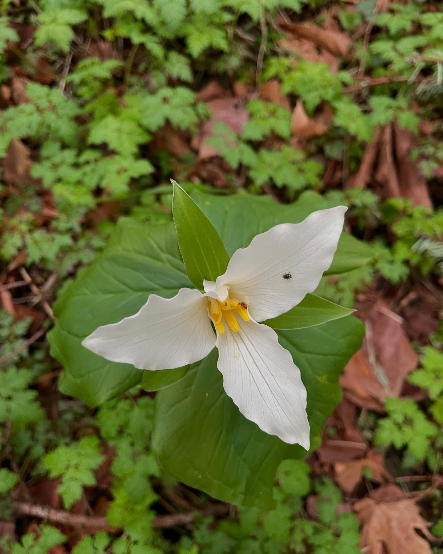 A close up of a Trillium flower