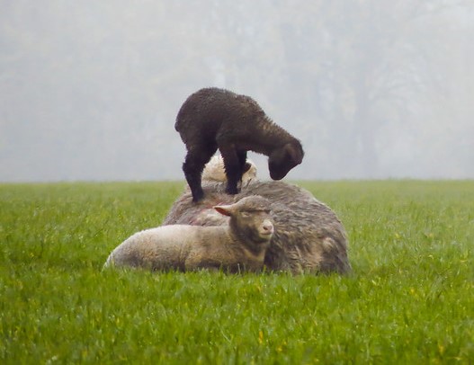Black lamb standing on large sheep laying down