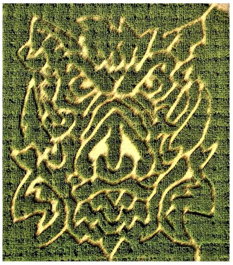 Arial photo of corn maze
