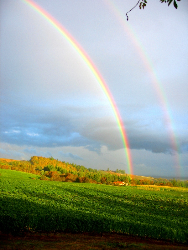 double rainbow over vineyard