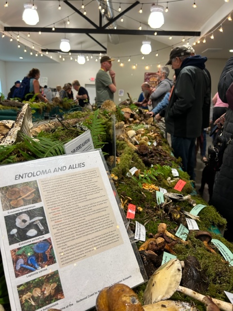 Varieties of mushrooms on a display table at the Wild Rivers Mushroom Festival in Brookings, Oregon