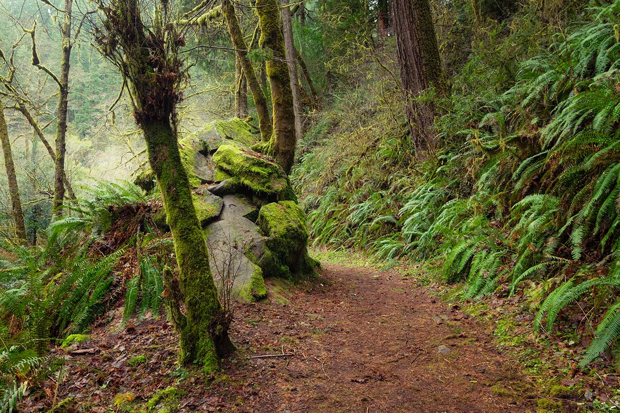 Trail-Silver-Falls-Allegany-Oregon-by-Manuela-Durson.jpg