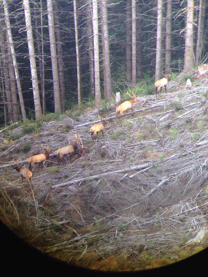 Elk in Coquille, Oregon