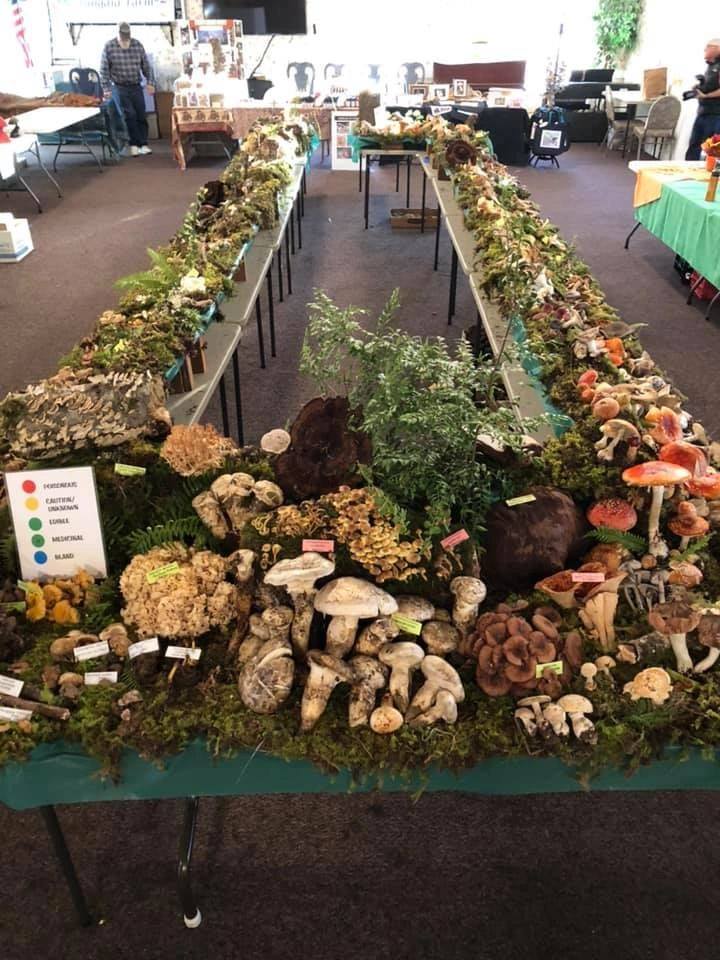 Varieties of mushrooms on a display table at the Wild Rivers Mushroom Festival in Brookings, Oregon