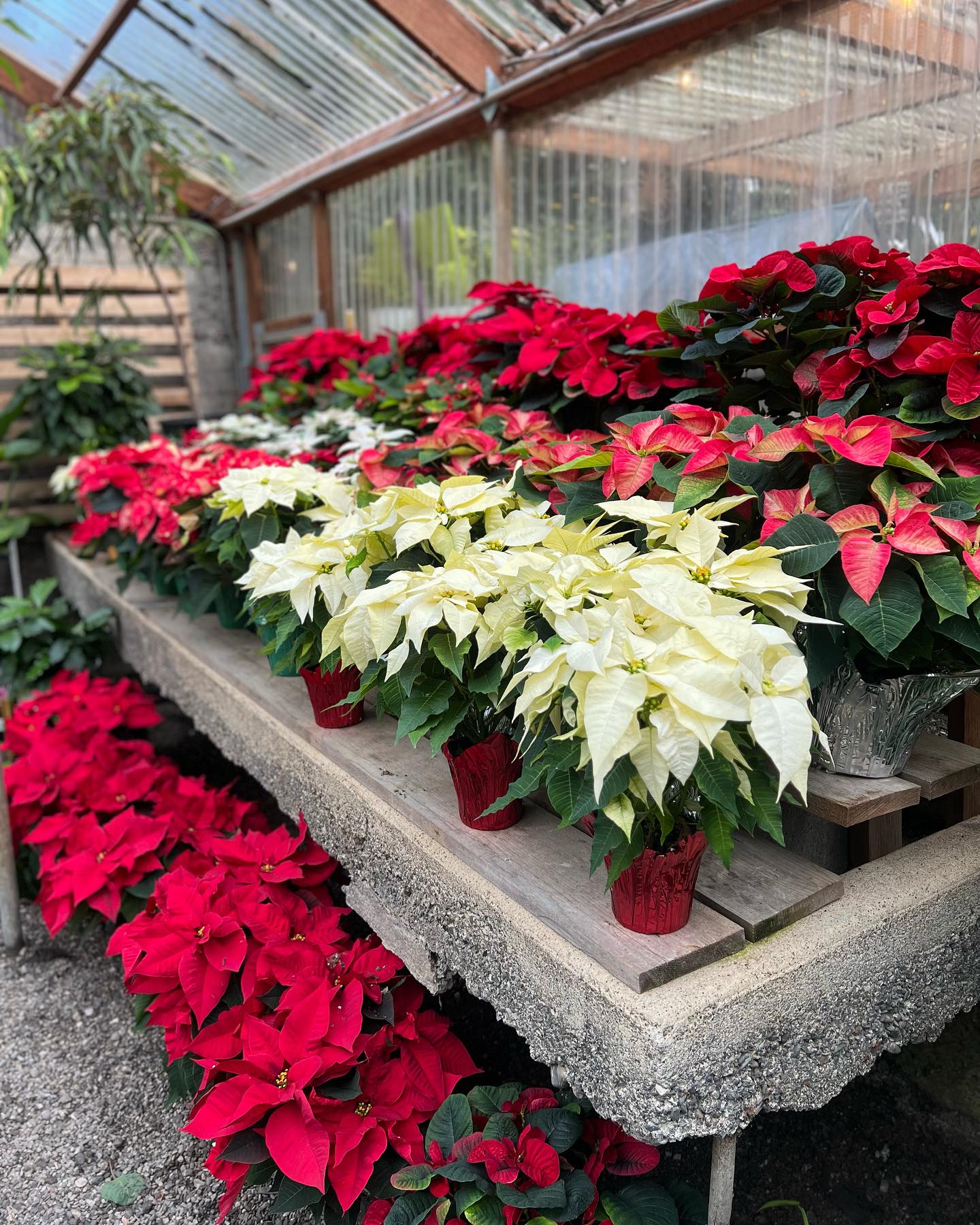 Poinsettas at Dragonfly Farm and Nursery in Langlois, Oregon