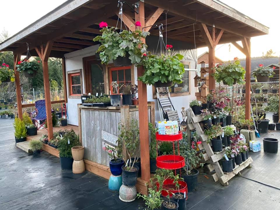 Check out stand at TLC Nursery in Reedsport, Oregon