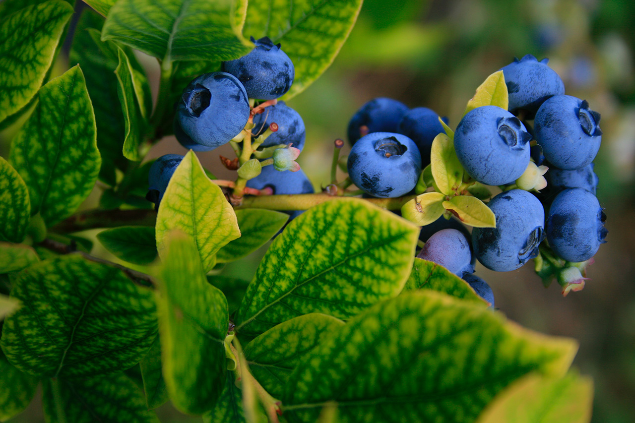 Blueberries-by-Elisabeth-Joly-Unsplash.jpg