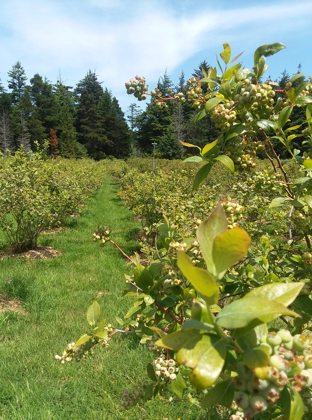 Unripe-Blueberries-Jensen-Blueberries-Langlois-Oregon.jpg