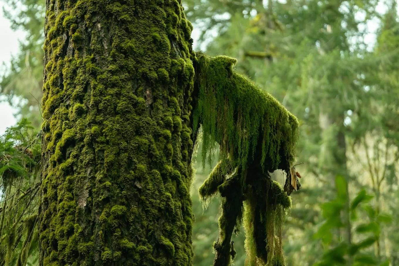 A mossy tree at Island Campground near Powers, Oregon