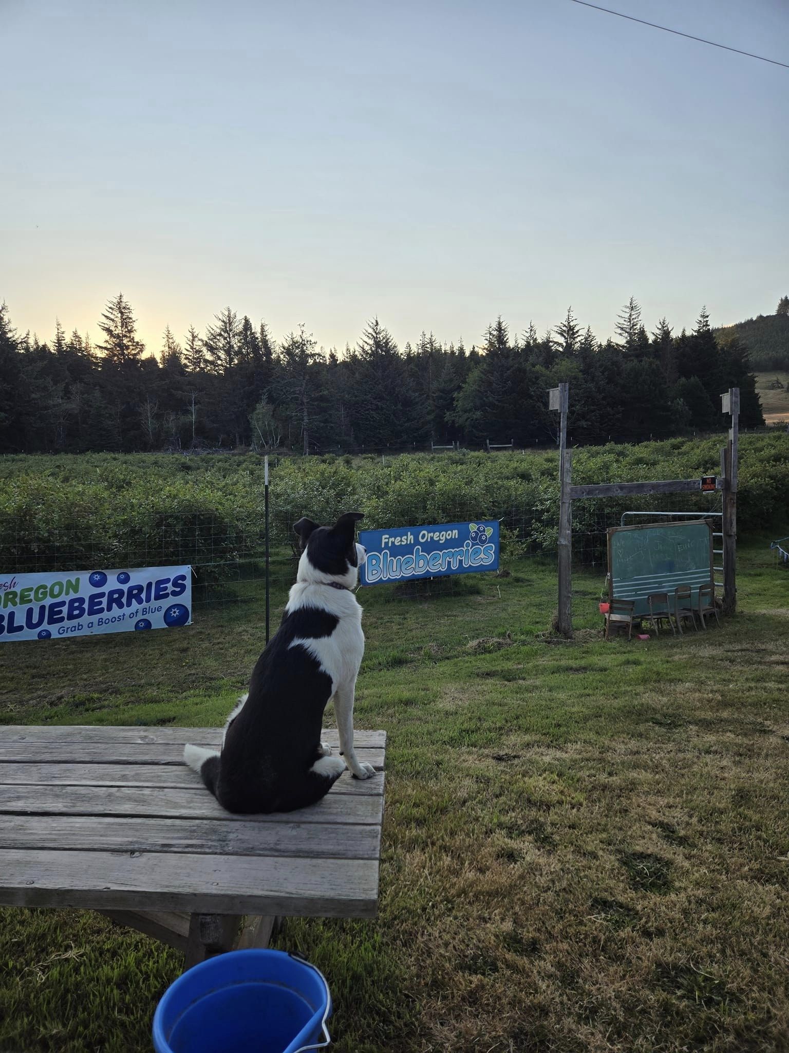 Dog-and-Signs-Jensen-Blueberries-Langlois-Oregon.jpg