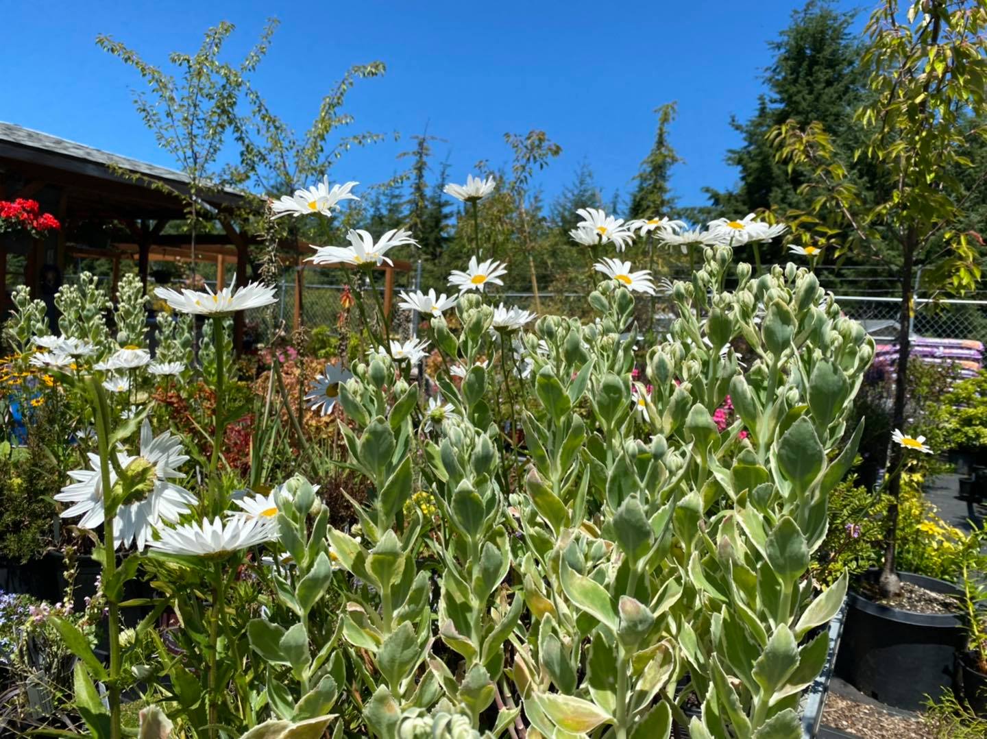 Flowers and blue skies at TLC Nursery in Reedsport, Oregon