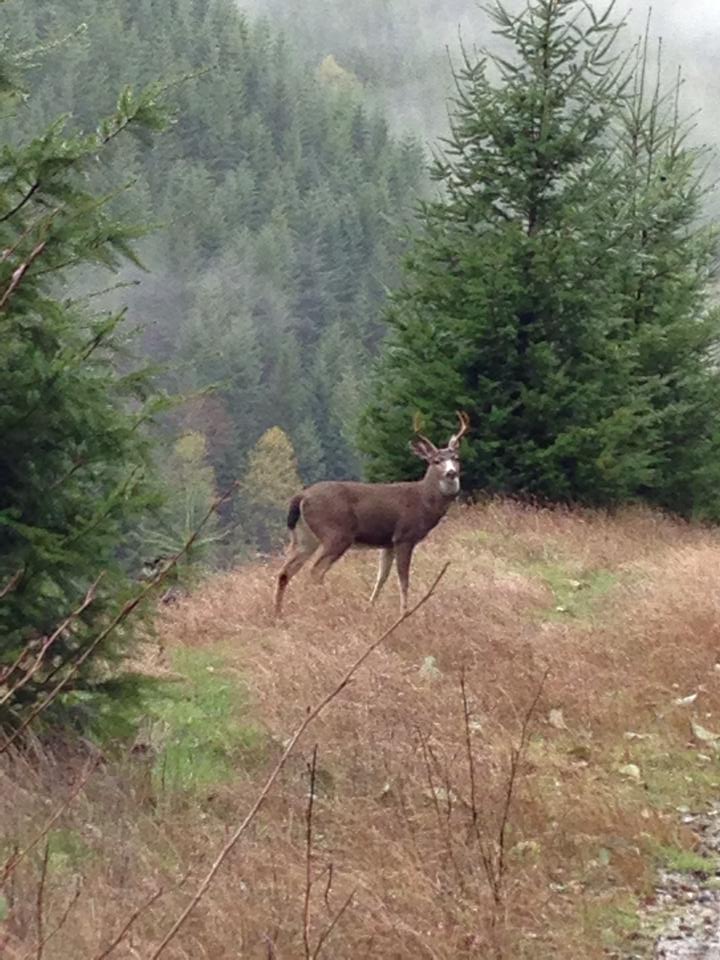 Deer in Coquille, Oregon