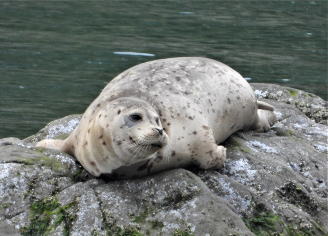 Seal at Driftwood RV Park in Brookings, Oregon