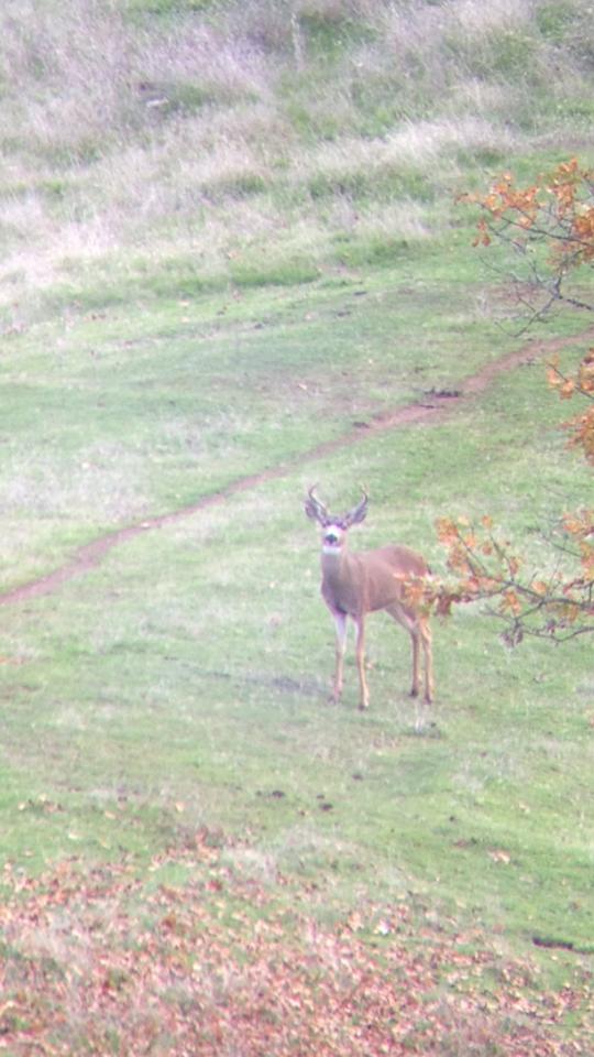 Deer in Coquille, Oregon