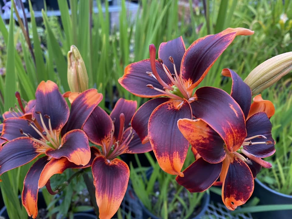 Irises at TLC Nursery in Reedsport, Oregon