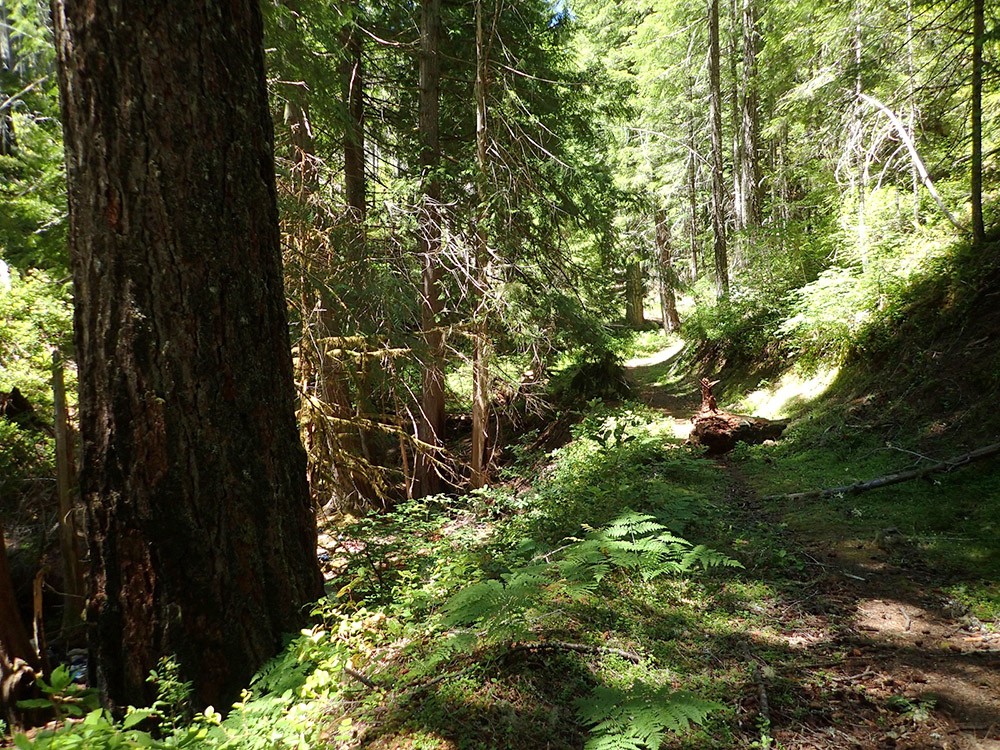 Trail, Wild Rogue Wilderness