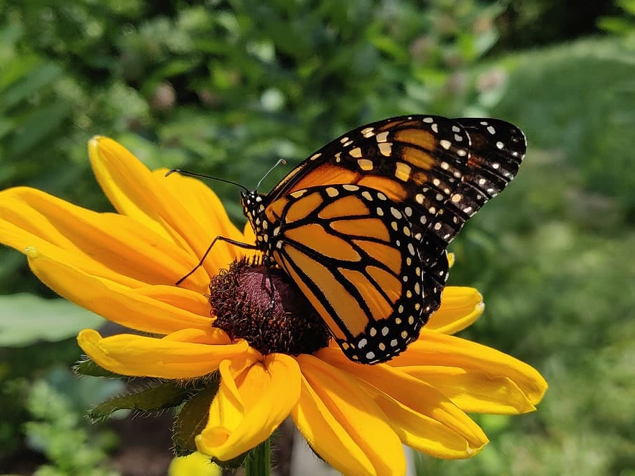 Monarch butterfly on a yellow flower