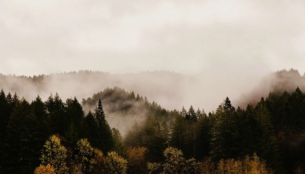 Fog over the forest in Agness, Oregon